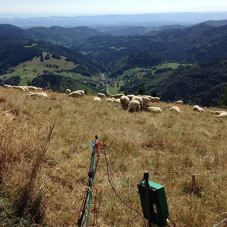 Haus Feldberg-falkau فندق